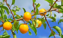 Suspendisse arcu nisl