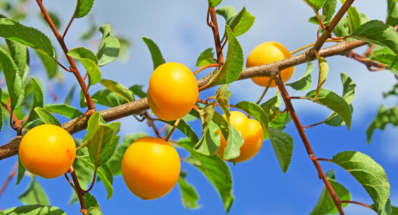 Suspendisse arcu nisl